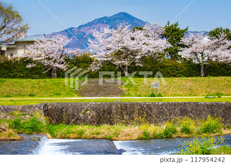 【京都風景】賀茂川より望む桜と山（比叡山/大文字山） 117954242