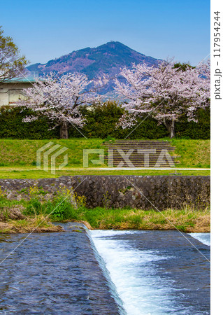 【京都風景】賀茂川より望む桜と山（比叡山/大文字山） 117954244