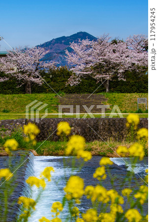 【京都風景】賀茂川より望む桜と山（比叡山/大文字山） 117954245