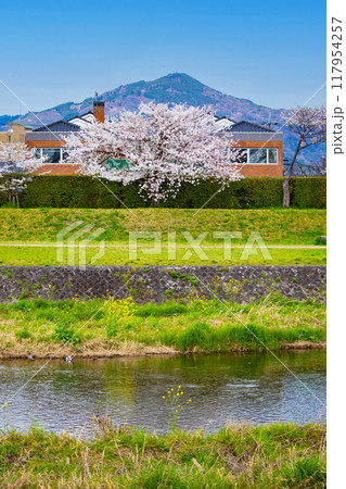 【京都風景】賀茂川より望む桜と山(比叡山/大文字山) 【京都風景】賀茂川より望む桜と山(比叡山/大文字山) 117954257