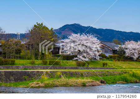 【京都風景】賀茂川より望む桜と山（比叡山/大文字山） 117954260