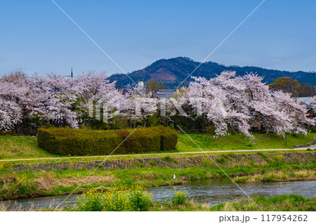 【京都風景】賀茂川より望む桜と山（比叡山/大文字山） 117954262
