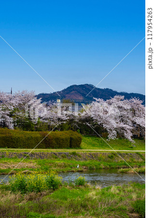【京都風景】賀茂川より望む桜と山（比叡山/大文字山） 117954263