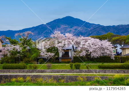 【京都風景】賀茂川より望む桜と山（比叡山/大文字山） 117954265