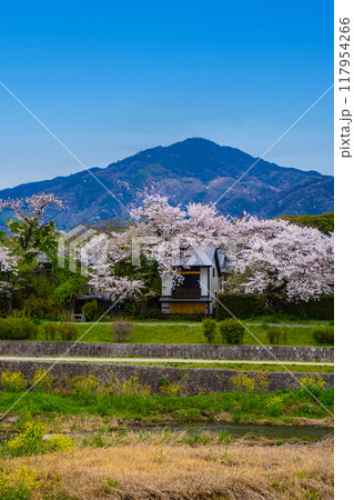 【京都風景】賀茂川より望む桜と山（比叡山/大文字山） 117954266