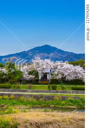 【京都風景】賀茂川より望む桜と山（比叡山/大文字山） 117954268