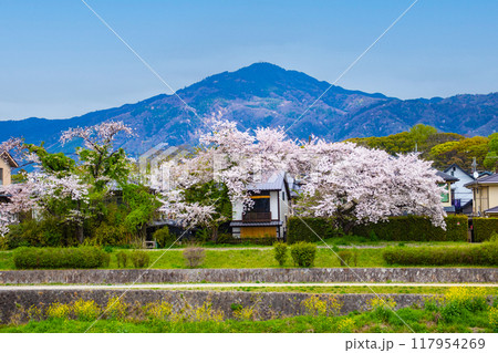 【京都風景】賀茂川より望む桜と山（比叡山/大文字山） 117954269