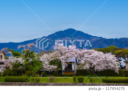 【京都風景】賀茂川より望む桜と山（比叡山/大文字山） 117954270