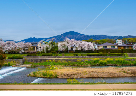 【京都風景】賀茂川より望む桜と山(比叡山/大文字山) 【京都風景】賀茂川より望む桜と山(比叡山/大文字山) 117954272