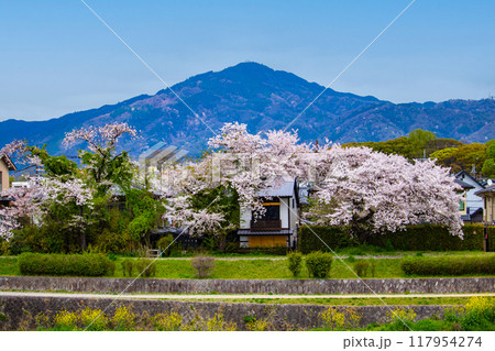 【京都風景】賀茂川より望む桜と山（比叡山/大文字山） 117954274