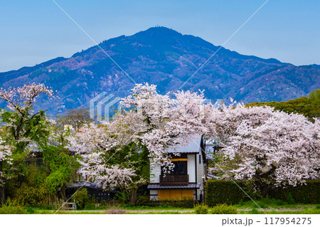 【京都風景】賀茂川より望む桜と山（比叡山/大文字山） 117954275