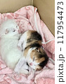 眠る仲良し仔猫 117954473