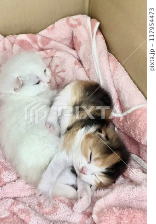 眠る仲良し仔猫 眠る仲良し仔猫 117954473