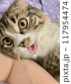 変顔の猫 117954474