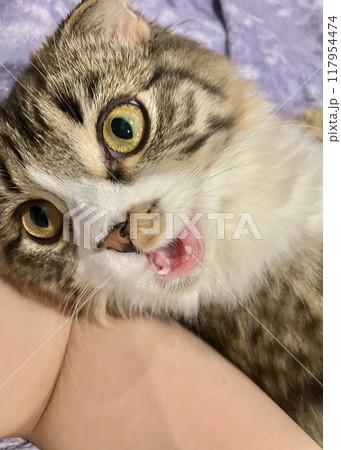 変顔の猫 117954474