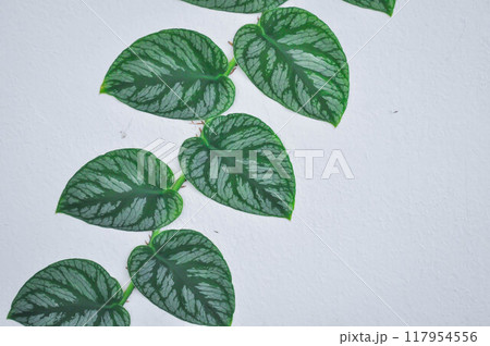 Monstera Dubia or Satin Pothos, Silk Pothos or Silver hilodendron or Scindapsus pictus Hassk or Argyreus or Araceae 117954556