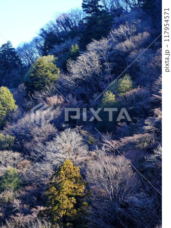 朝日を浴びる冬木立　【相模原市津久井　1月】 117954571