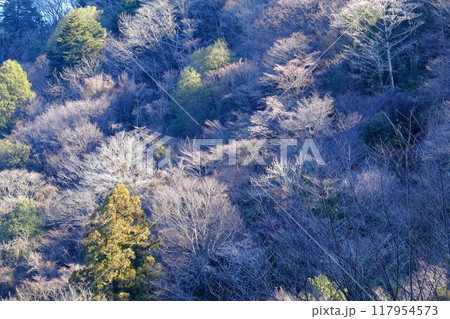 山の冬木立 【相模原市津久井 1月】 山の冬木立 【相模原市津久井 1月】 117954573