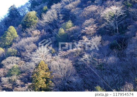 山斜面の冬木立 【相模原市津久井 1月】 山斜面の冬木立 【相模原市津久井 1月】 117954574