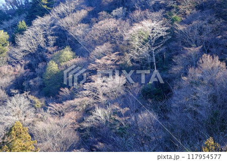 山斜面の冬木立　【相模原市津久井　1月】 117954577