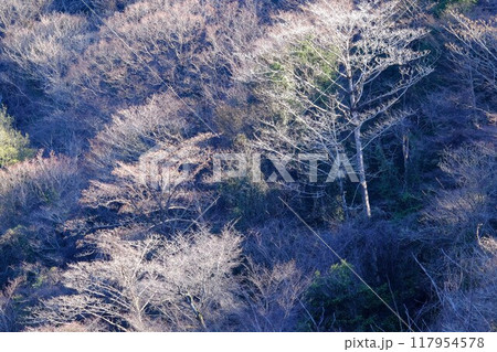 朝日に輝く冬木立　【相模原市津久井　1月】 117954578