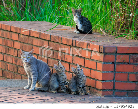 これからお出掛けの素敵な親子猫です。 117954925