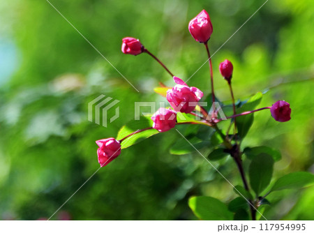 ハナカイドウのクローズアップ　ピンクの花が華やかな春の花壇に欠かせない 117954995