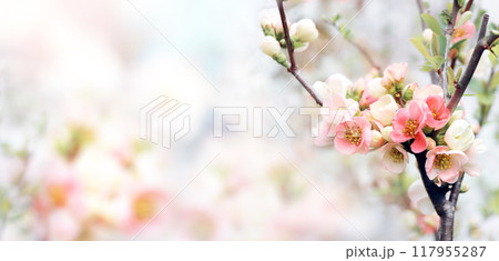 Horizontal banner with Japanese Quince flowers (Chaenomeles japonica) of pink color on sunny backdrop. Nature spring background with a branch of blooming Quince. Copy space for text Horizontal banner with Japanese Quince flowers (Chaenomeles japonica) of pink color on sunny backdrop. Nature spring background with a branch of blooming Quince. Copy space for text 117955287