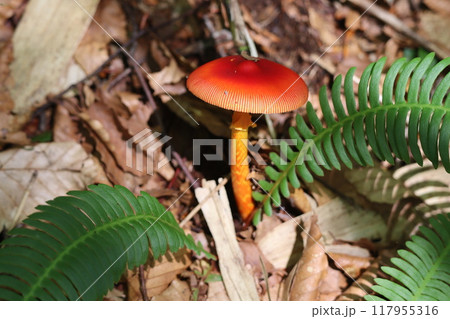 赤いタマゴタケと緑のシダの葉 赤いタマゴタケと緑のシダの葉 117955316