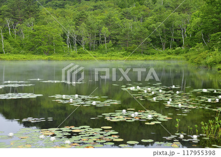 志賀高原　一沼 117955398