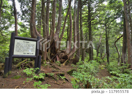志賀高原 信大自然教育園・クロベの巨木 志賀高原 信大自然教育園・クロベの巨木 117955578