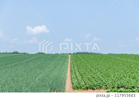 緑色の畑の中を走る一本の道（イメージ） 117955683
