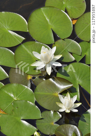 ヒツジグサ 117955897