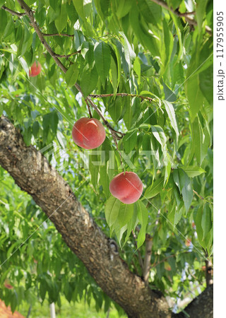 モモ モモ 117955905