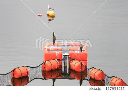 山上湖　ブイに止まるカワウとウミネコ　迷い鳥 117955915