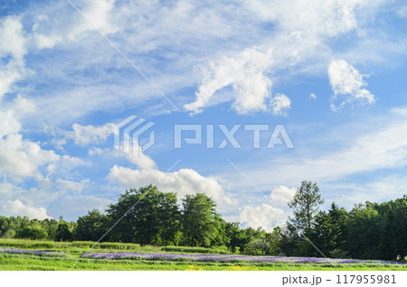 青空と木々のバックグラウンド 青空と木々のバックグラウンド 117955981