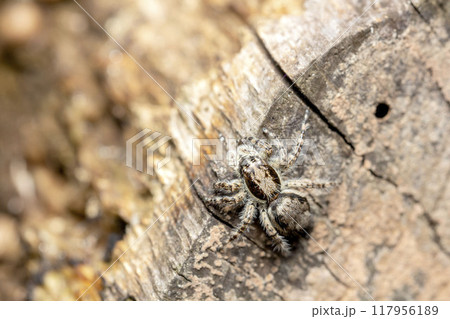 シラヒゲハエトリ 117956189