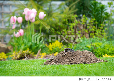 European mole crawling out of molehill above ground, showing strong front feet used for digging underground tunnels 117956633