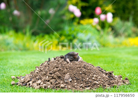Mole animal - Talpa Europaea, causing damage as a pest in the garden with its mole hills and underground tunnels 117956650