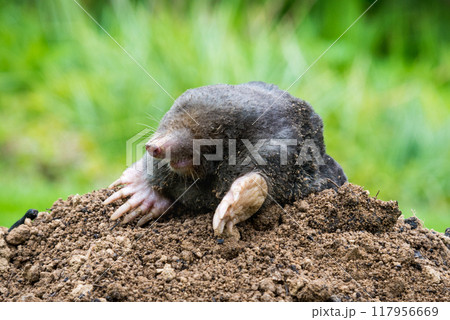 Mole animal - Talpa Europaea, causing damage as a pest in the garden with its mole hills and underground tunnels 117956669