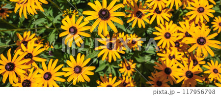 Bright yellow rudbeckia in close-up. Bright yellow rudbeckia in close-up. 117956798