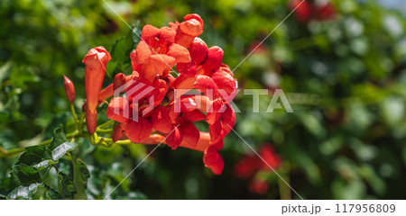 blooming campsis grandiflora plant with red flowers and green leaves blooming campsis grandiflora plant with red flowers and green leaves 117956809