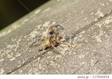 デーニッツハエトリ デーニッツハエトリ 117956858