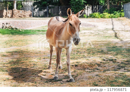 Turkmen kulan, a rare species of Asian wild donkey 117956871