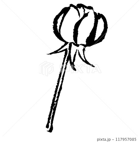 筆タッチの薔薇の蕾のモノクロ線画イラスト 117957085