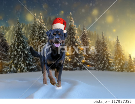 young rottweiler in nature 117957353