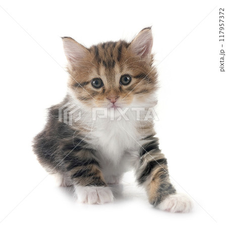 young Kurilian Bobtail in studio 117957372