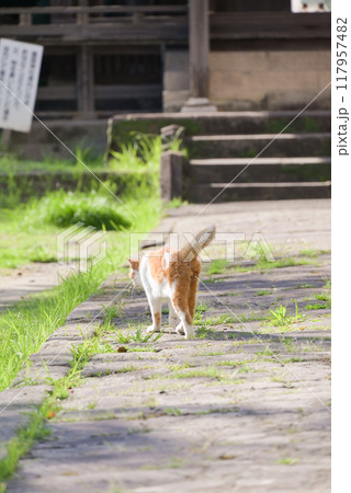 スタスタと歩く猫の後ろ姿 117957482