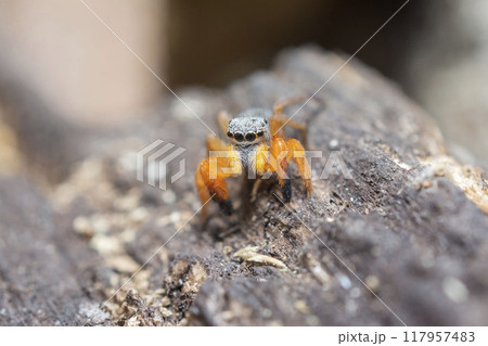 カタオカハエトリ 117957483