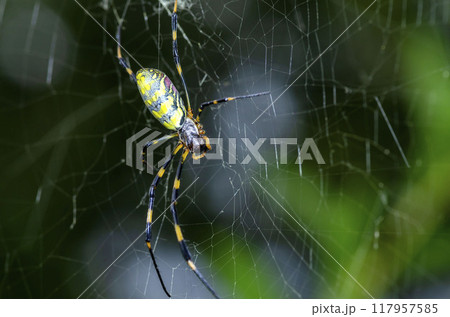 ジョロウグモ 117957585
